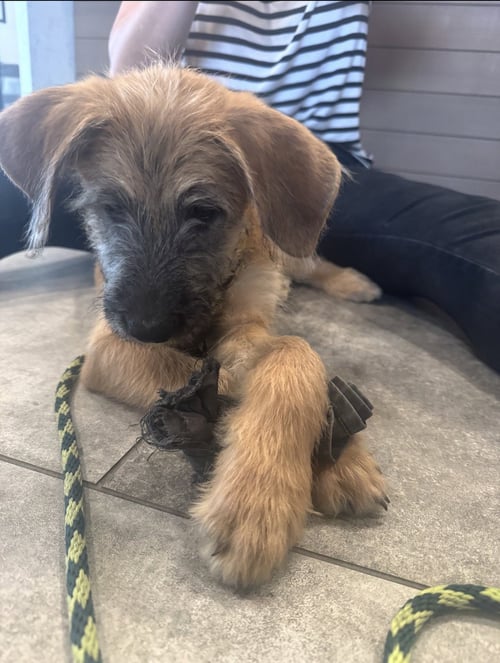 GARTH - Poodle (Standard) / Shepherd available for adoption