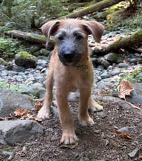 Garth - Photo 1