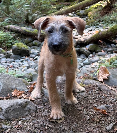 GARTH - Poodle (Standard) / Shepherd available for adoption