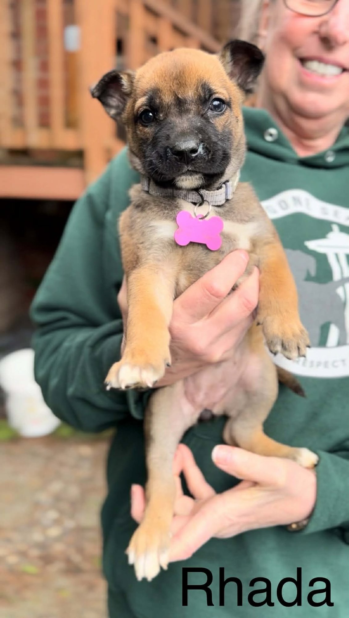 RADHA - German Shepherd Dog / Belgian Shepherd Malinois available for adoption