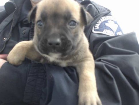 RADHA - German Shepherd Dog / Belgian Shepherd Malinois available for adoption