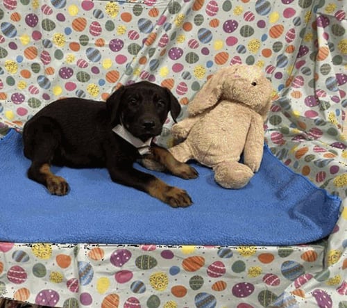 VICKY - ADOPTION PENDING