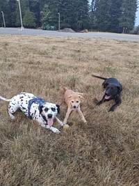 Baxter - Photo 2
