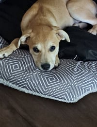 Baxter - Photo 3