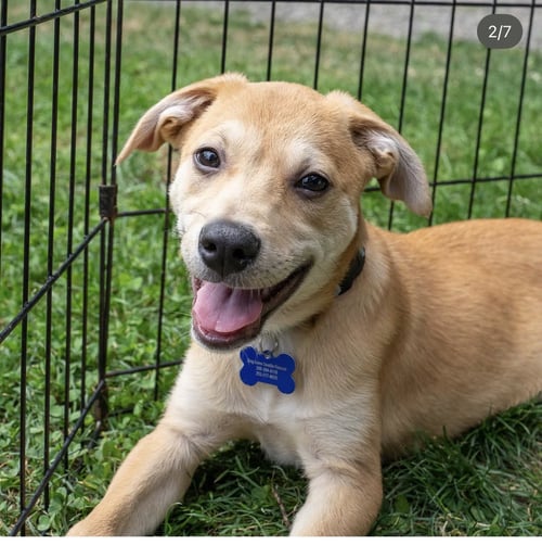 BAXTER - Terrier / Hound available for adoption