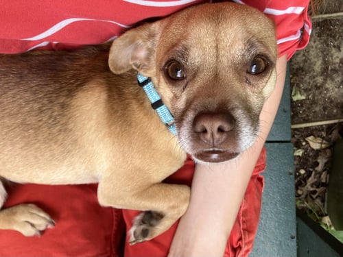 PERCY - Pug / Chihuahua available for adoption