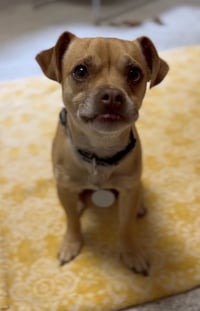 Percy - Photo 4
