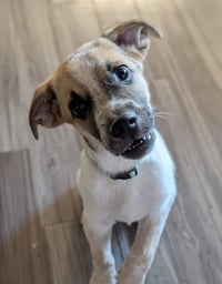 Archie - Photo 1