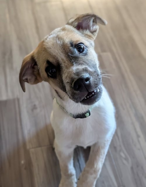 ARCHIE - Cattle Dog / Shepherd available for adoption