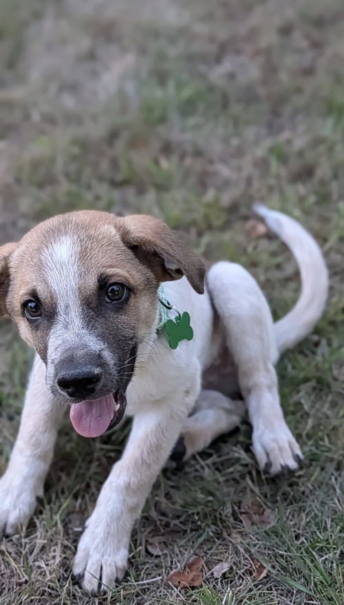 ARCHIE - Cattle Dog / Shepherd available for adoption