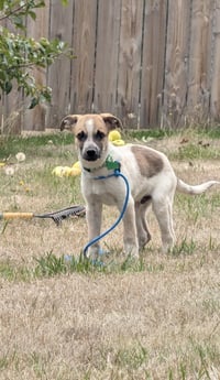 Archie - Photo 3
