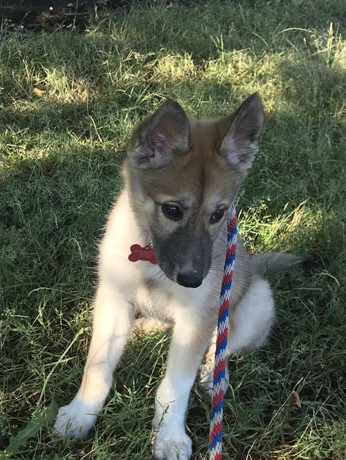 DIOR - Husky available for adoption