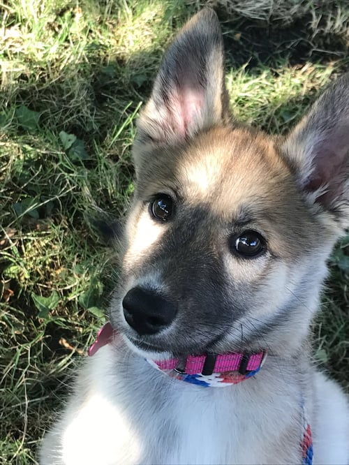 DIOR - Husky available for adoption