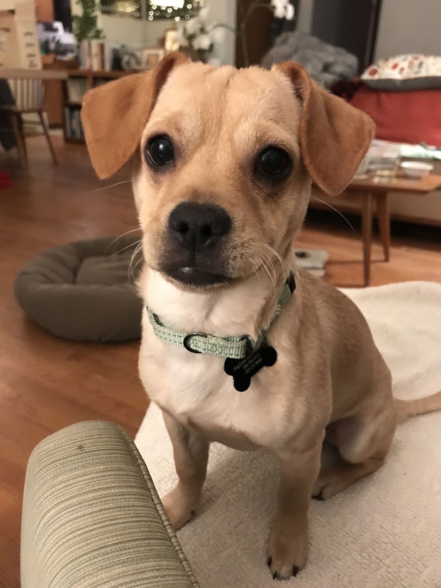 DASH - Terrier / Chihuahua available for adoption