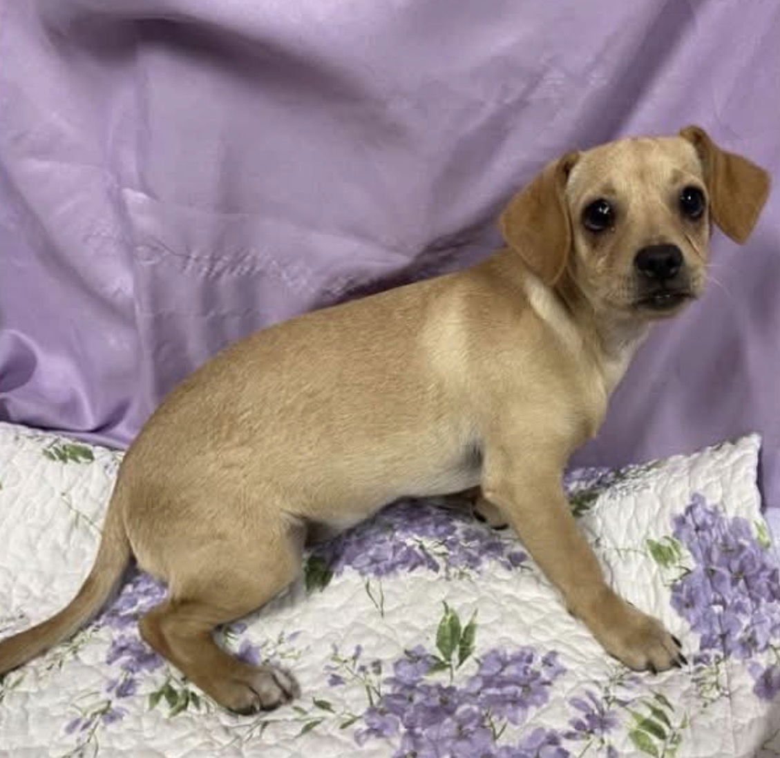 DASH - Terrier / Chihuahua available for adoption