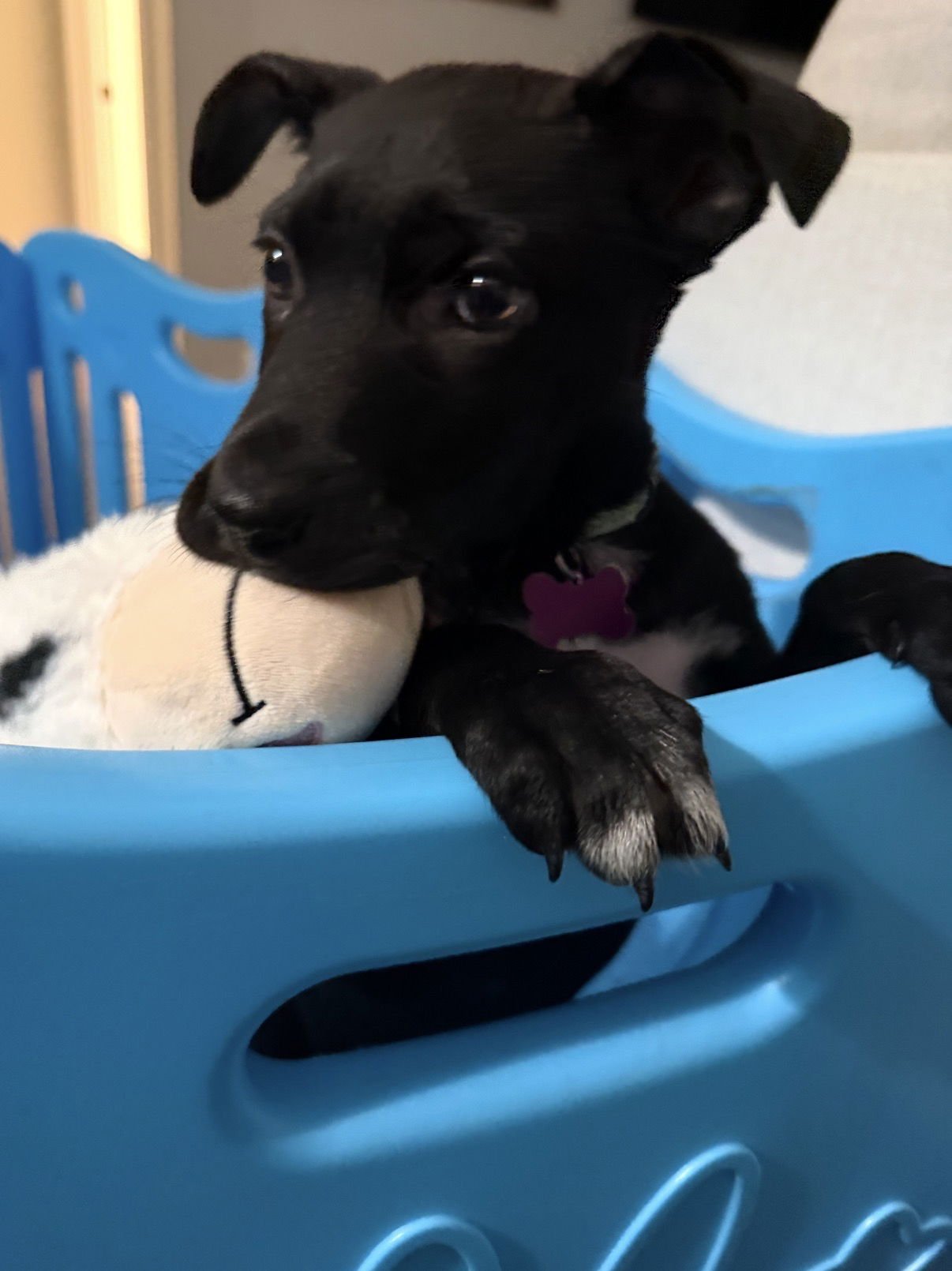 GEORGE - Terrier available for adoption