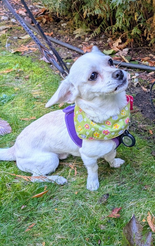 BENTO - Chihuahua available for adoption