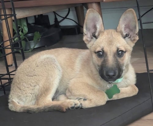 MACK - Shepherd available for adoption