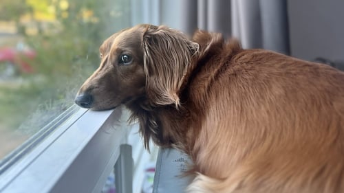* OSCAR - HOLD - Dachshund available for adoption
