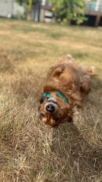 * Oscar - HOLD - Photo 4