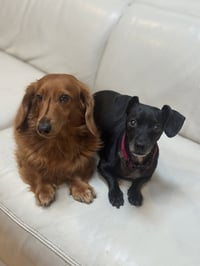 * Oscar - HOLD - Photo 5