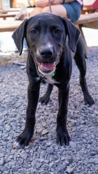 Otis - Photo 4