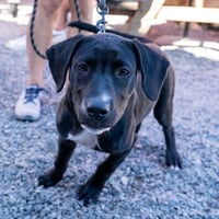 Otis - Photo 6