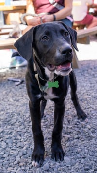 Otis - Photo 5