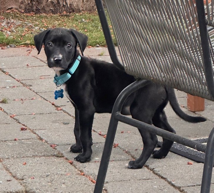 Otis Image