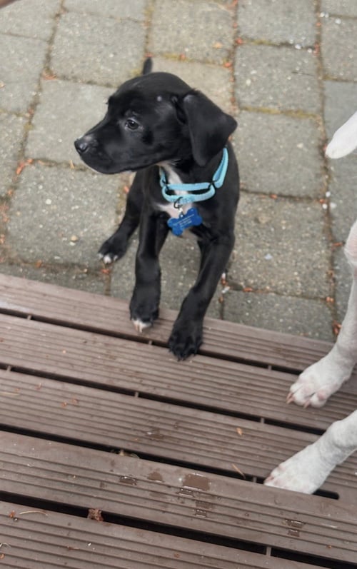 OTIS - Pointer / Border Collie available for adoption