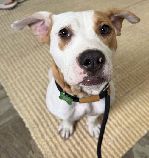 DUMPLING - Pit Bull Terrier for adoption in Seattle