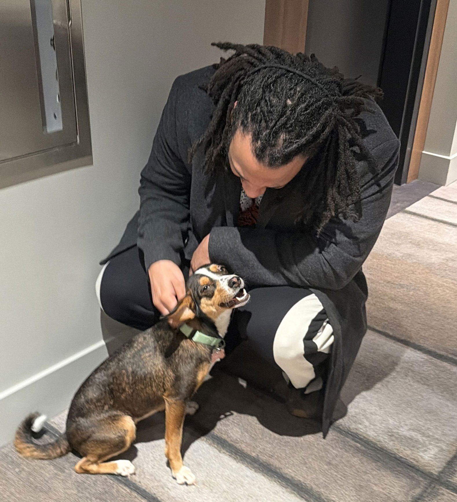 NOVA - Chihuahua / Beagle available for adoption