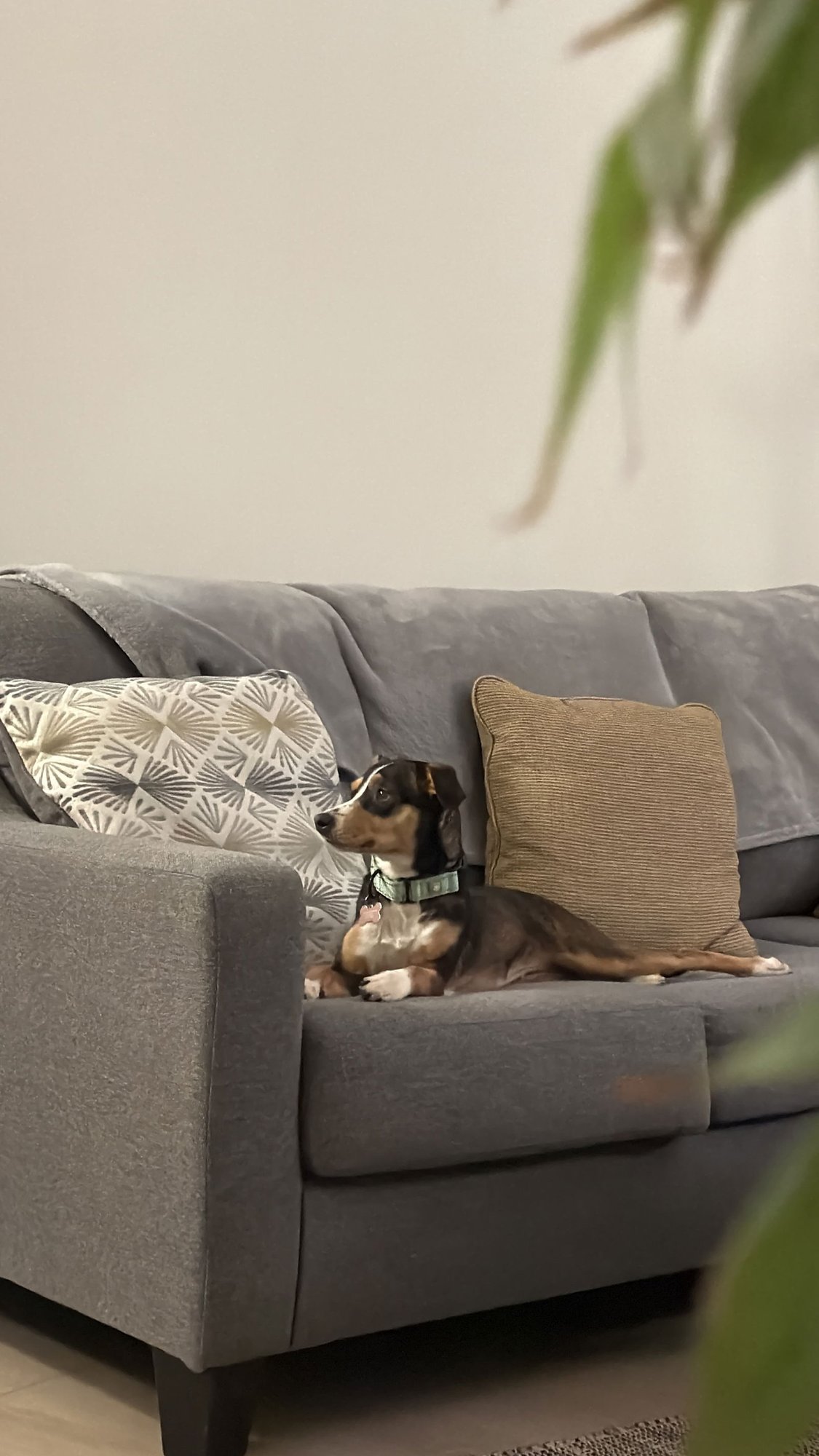 NOVA - Chihuahua / Beagle available for adoption