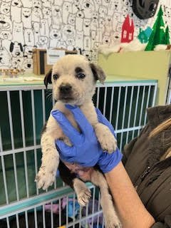 RILEY - Cattle Dog / Terrier available for adoption