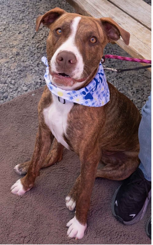 KIKI - American Staffordshire Terrier / Pit Bull Terrier available for adoption