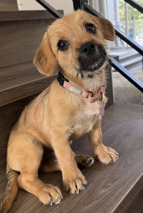 SYLVIE - ADOPTION PENDING