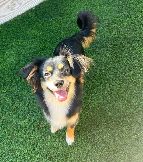 ROCKET - Spaniel available for adoption