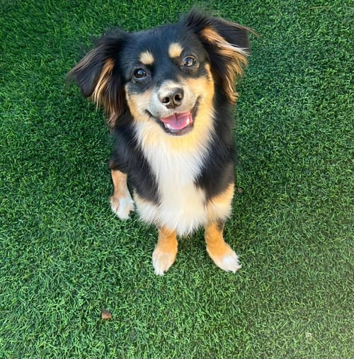 ROCKET - Spaniel available for adoption