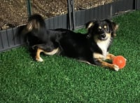 Rocket - Photo 3