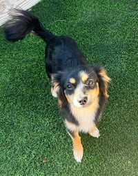 Rocket - Photo 4