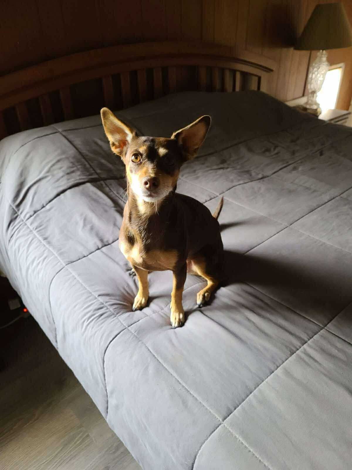 * GEMMAN - PENDING - Miniature Pinscher / Chihuahua available for adoption