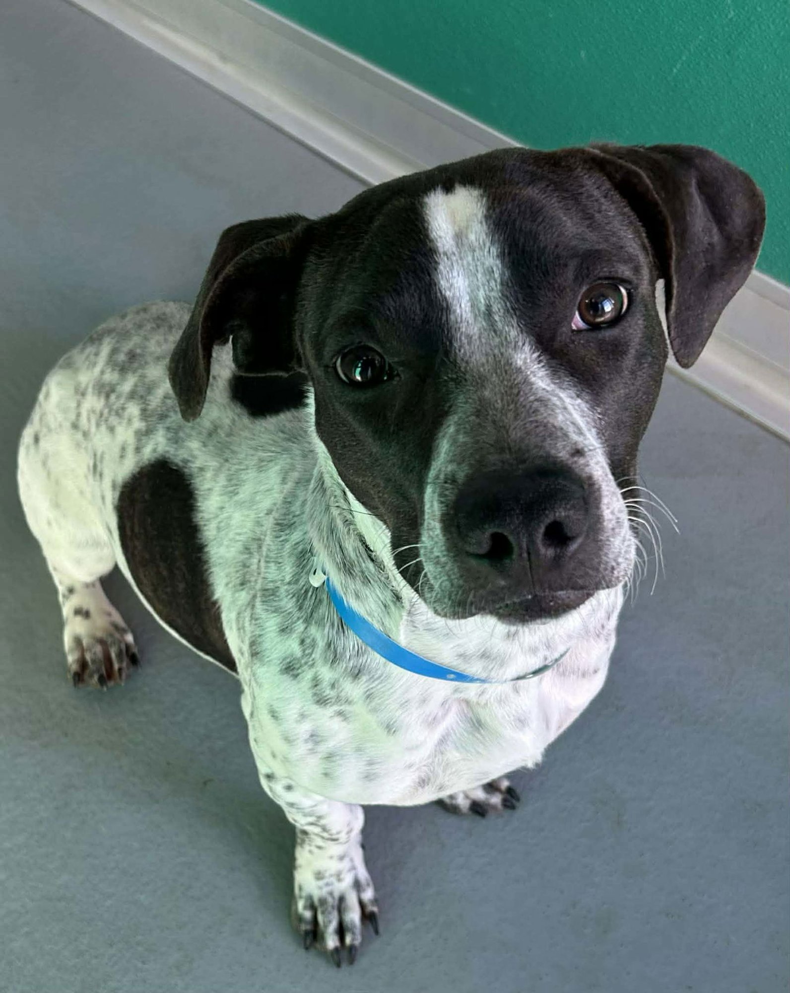 BIRDIE - Basset Hound / Pointer available for adoption