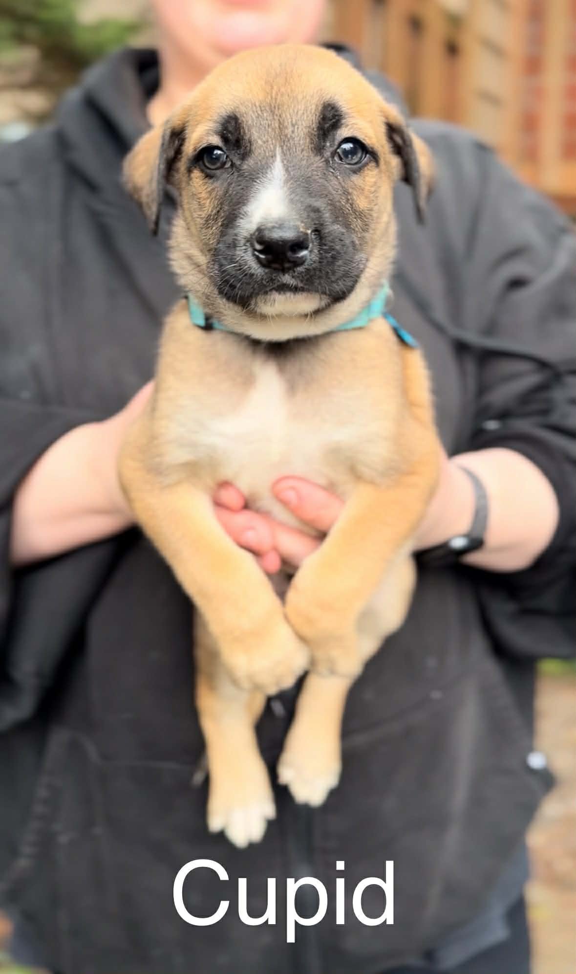 CUPID - German Shepherd Dog / Belgian Shepherd Malinois available for adoption