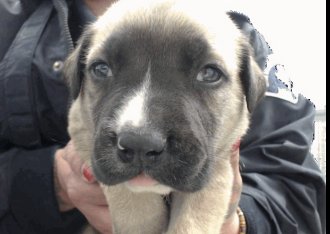 CUPID - German Shepherd Dog / Belgian Shepherd Malinois available for adoption