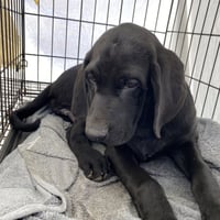 Atticus - Photo 4