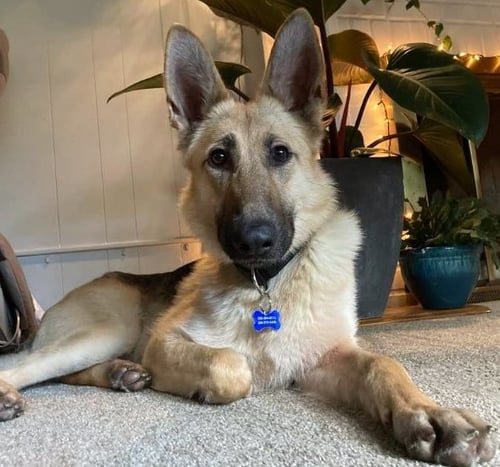 FREYA - German Shepherd Dog available for adoption