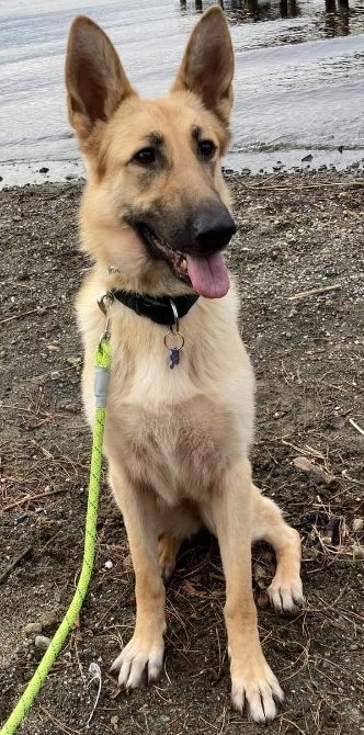 FREYA - German Shepherd Dog available for adoption