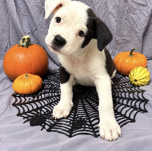 BISCUIT - Terrier available for adoption