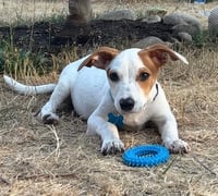 Monty - Photo 1