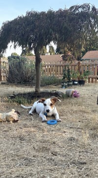 Monty - Photo 6